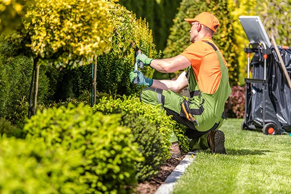 A landscaper trimming a hedge